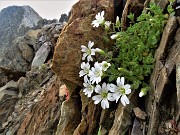 46 Bellissimi fiori bianchi di Cerestium alpinum (Cerestio alpino)